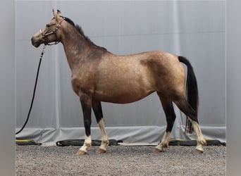German Riding Pony, Mare, 9 years, 13.3 hh, Buckskin