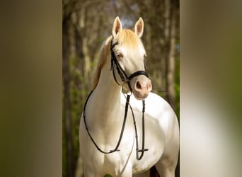 German Riding Pony, Mare, 9 years, 13.3 hh, Perlino