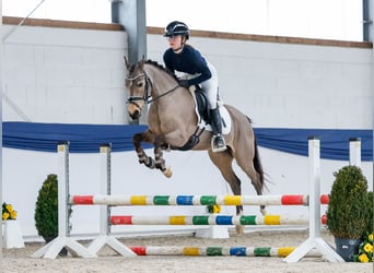 German Riding Pony, Mare, 9 years, 13,3 hh, Dun