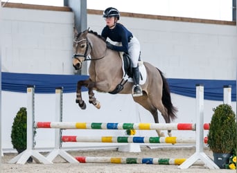 German Riding Pony, Mare, 9 years, 13,3 hh, Dun