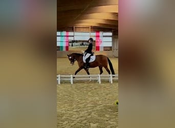 German Riding Pony, Mare, 9 years, 14.1 hh, Brown