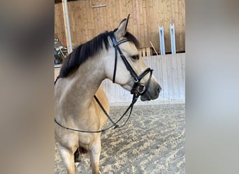 German Riding Pony, Mare, 9 years, 14.1 hh, Buckskin