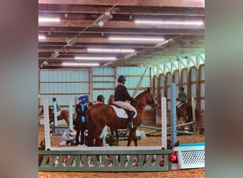 German Riding Pony, Mare, 9 years, 14.1 hh, Chestnut