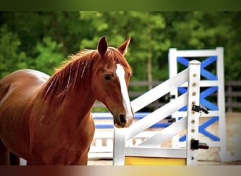 German Riding Pony, Mare, 9 years, 14.1 hh, Chestnut