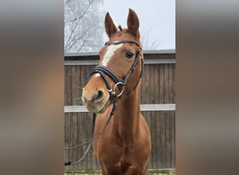 German Riding Pony, Mare, 9 years, 14,1 hh, Chestnut-Red