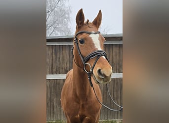 German Riding Pony, Mare, 9 years, 14,1 hh, Chestnut-Red