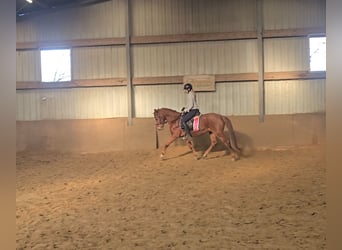 German Riding Pony, Mare, 9 years, 14,1 hh, Chestnut-Red