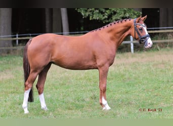 German Riding Pony, Mare, 9 years, 14.1 hh, Chestnut-Red