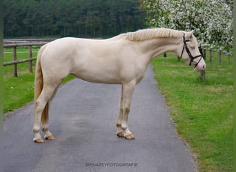 German Riding Pony, Mare, 9 years, 14.1 hh, Cremello