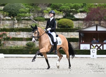 German Riding Pony, Mare, 9 years, 14,1 hh, Dun