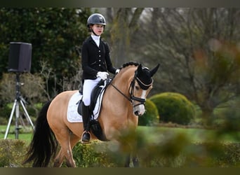 German Riding Pony, Mare, 9 years, 14,1 hh, Dun