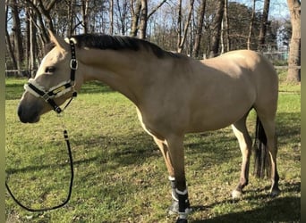 German Riding Pony, Mare, 9 years, 14.1 hh, Dun