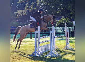German Riding Pony, Mare, 9 years, 14.1 hh, Dun