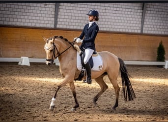 German Riding Pony, Mare, 9 years, 14.1 hh, Dun