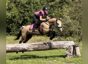 German Riding Pony, Mare, 9 years, 14.1 hh, Dun