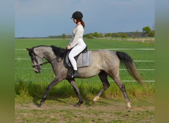 German Riding Pony, Mare, 9 years, 14.1 hh, Grey-Dark-Tan