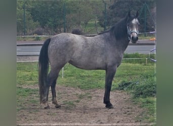 German Riding Pony, Mare, 9 years, 14.1 hh, Grey-Dark-Tan