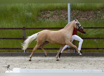 German Riding Pony, Mare, 9 years, 14.1 hh, Palomino