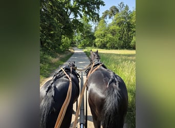German Riding Pony, Mare, 9 years, 14.2 hh, Black