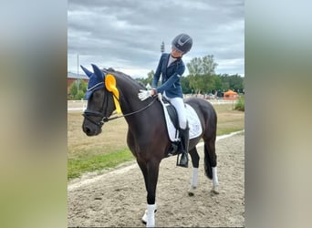 German Riding Pony, Mare, 9 years, 14,2 hh, Black