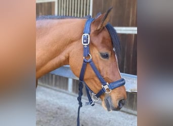 German Riding Pony, Mare, 9 years, 14.2 hh, Brown