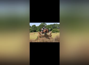German Riding Pony, Mare, 9 years, 14.2 hh, Brown