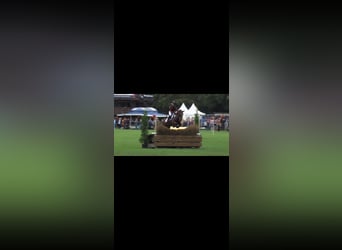 German Riding Pony, Mare, 9 years, 14.2 hh, Brown