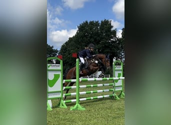 German Riding Pony, Mare, 9 years, 14.2 hh, Brown