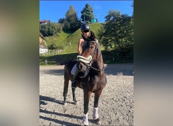 German Riding Pony Mix, Mare, 9 years, 14.2 hh, Brown
