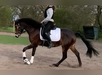 German Riding Pony, Mare, 9 years, 14.2 hh, Brown