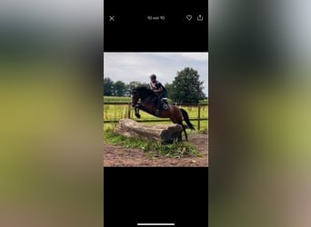 German Riding Pony, Mare, 9 years, 14,2 hh, Brown