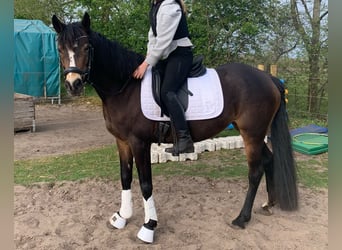 German Riding Pony, Mare, 9 years, 14.2 hh, Brown