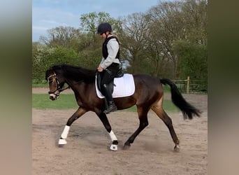 German Riding Pony, Mare, 9 years, 14.2 hh, Brown