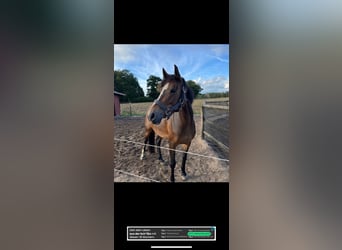 German Riding Pony, Mare, 9 years, 14,2 hh, Brown