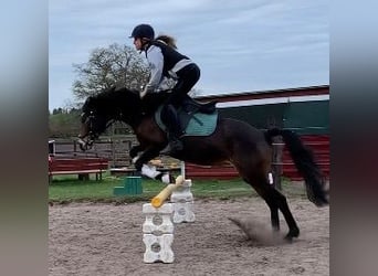 German Riding Pony, Mare, 9 years, 14.2 hh, Brown