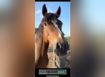 German Riding Pony, Mare, 9 years, 14,2 hh, Brown