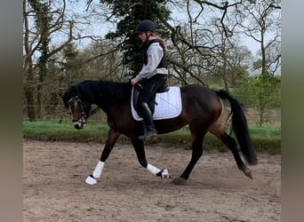 German Riding Pony, Mare, 9 years, 14.2 hh, Brown