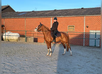 German Riding Pony, Mare, 9 years, 14.2 hh, Chestnut-Red