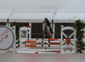 German Riding Pony, Mare, 9 years, 14.2 hh, Grey