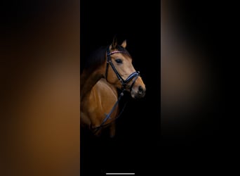 German Riding Pony, Mare, 9 years, 14.3 hh, Buckskin