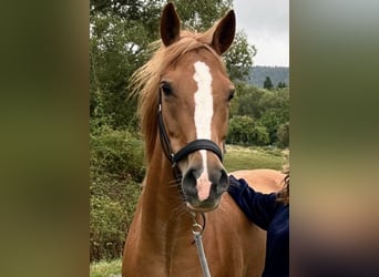 German Riding Pony Mix, Mare, 9 years, 14.3 hh, Chestnut-Red