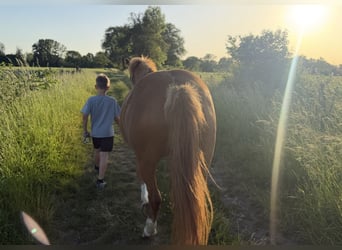 German Riding Pony Mix, Mare, 9 years, 14.3 hh, Chestnut-Red