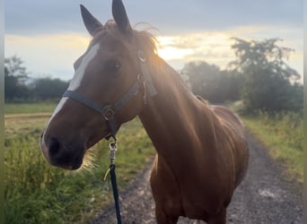 German Riding Pony Mix, Mare, 9 years, 14.3 hh, Chestnut-Red