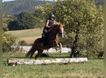 German Riding Pony Mix, Mare, 9 years, 14.3 hh, Chestnut-Red