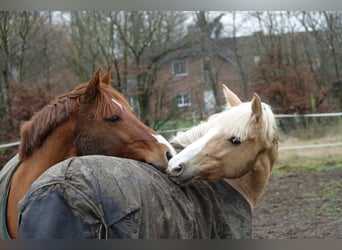 German Riding Pony, Mare, 9 years, 14.3 hh, Palomino