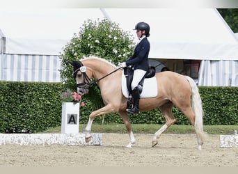 German Riding Pony, Mare, 9 years, 14.3 hh, Palomino
