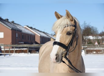 German Riding Pony, Mare, 9 years, 14.3 hh, Palomino
