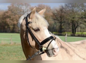 German Riding Pony, Mare, 9 years, 14.3 hh, Palomino