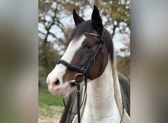 German Riding Pony, Mare, 9 years, 14.3 hh, Pinto