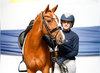 German Riding Pony, Mare, 9 years, 14 hh, Chestnut-Red